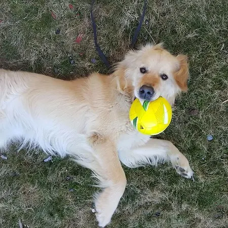 Гостевой дом Hoelzl 3*